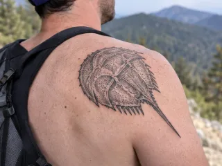 Blackwork horseshoe crab shoulder blade tattoo